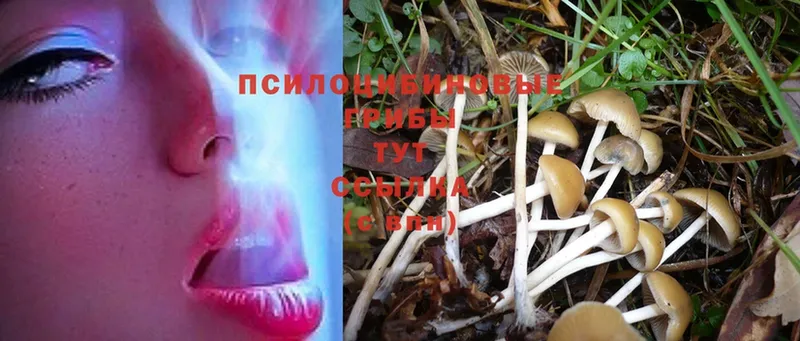 Псилоцибиновые грибы Psilocybe  как найти закладки  Ессентуки 